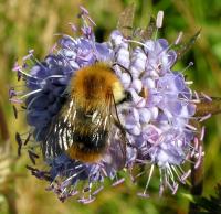 Succise des pr&eacute;s