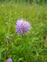 Succise des pr&eacute;s