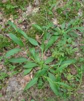 Succise des pr&eacute;s