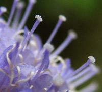 Succise des pr&eacute;s