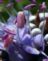 Succise des pr&eacute;s