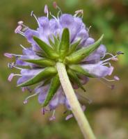 Succise des pr&eacute;s