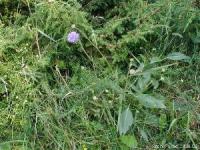 Succise des pr&eacute;s