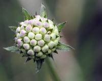 Succise des pr&eacute;s