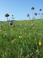 Succise des pr&eacute;s