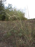 Stipa capillaire