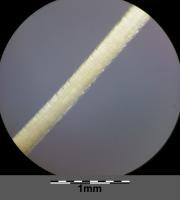 Stipa capillaire