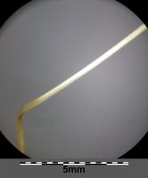 Stipa capillaire