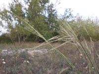 Stipa capillaire