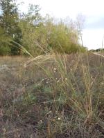 Stipa capillaire