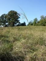 Stipa capillaire