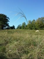 Stipa capillaire