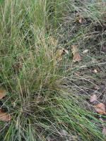 Stipa capillaire