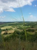 Stipa capillaire