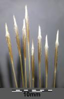 Stipa capillaire