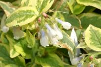 Consoude &agrave; grandes fleurs