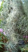 Tillandsia bergeri