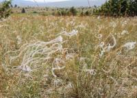 Stipa penn&eacute;