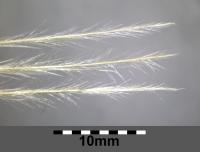 Stipa penn&eacute;