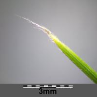 Stipa penn&eacute;