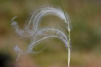 Stipa penn&eacute;