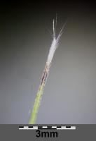 Stipa penn&eacute;