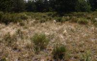 Stipa penn&eacute;
