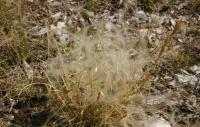 Stipa penn&eacute;
