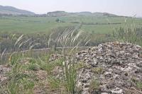 Stipa penn&eacute;