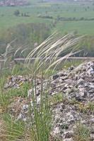 Stipa penn&eacute;