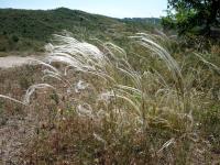 Stipa penn&eacute;