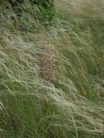 Stipa penn&eacute;