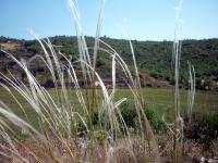 Stipa penn&eacute;