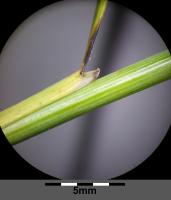 Stipa penn&eacute;