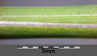 Stipa penn&eacute;