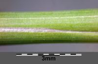 Stipa penn&eacute;