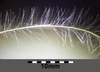 Stipa penn&eacute;