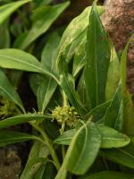 Sarcocoque à feuilles de Saule