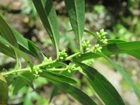 Sarcocoque à feuilles de Saule