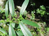 Sarcocoque à feuilles de Saule
