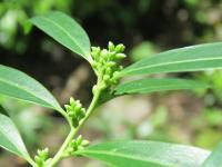 Sarcocoque à feuilles de Saule