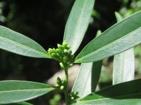 Sarcocoque à feuilles de Saule