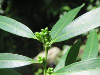 Sarcocoque à feuilles de Saule