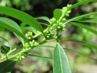 Sarcocoque à feuilles de Saule