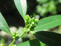 Sarcocoque à feuilles de Saule