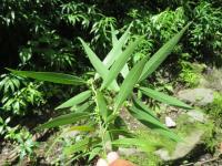 Sarcocoque à feuilles de Saule