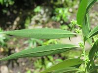 Sarcocoque à feuilles de Saule