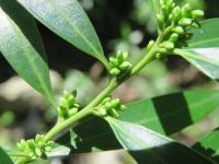Sarcocoque à feuilles de Saule