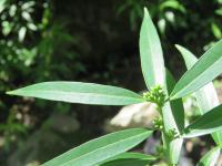 Sarcocoque à feuilles de Saule