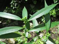 Sarcocoque à feuilles de Saule